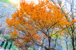 山间枫树