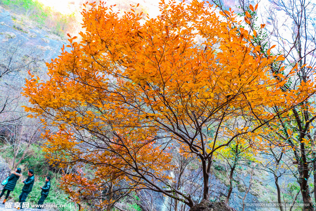 山间枫树