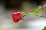 雨后红玫瑰