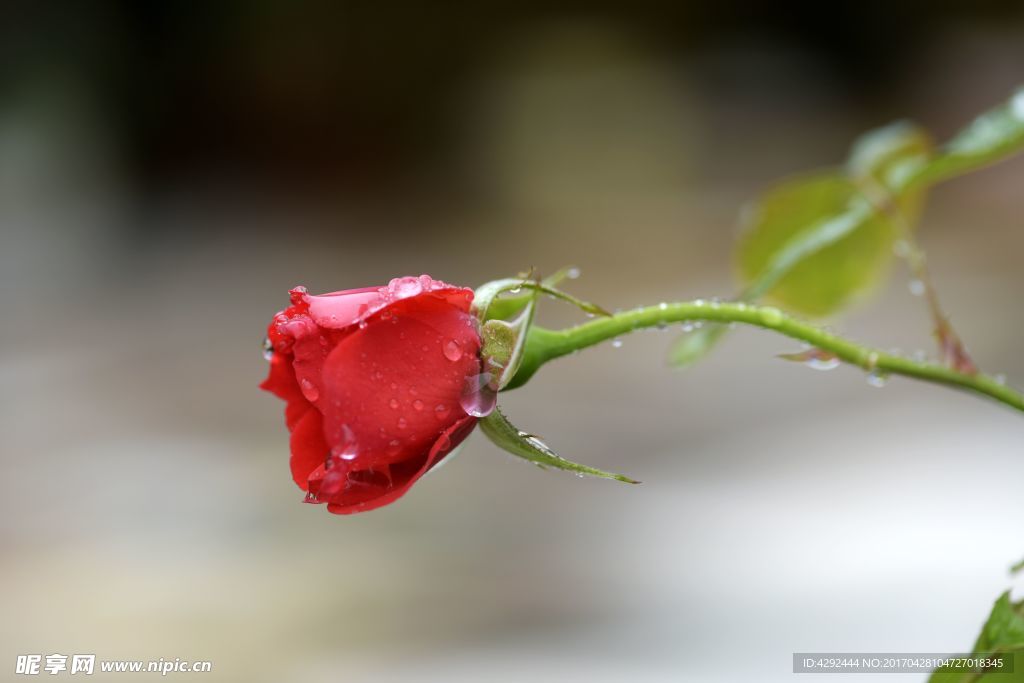 雨后红玫瑰