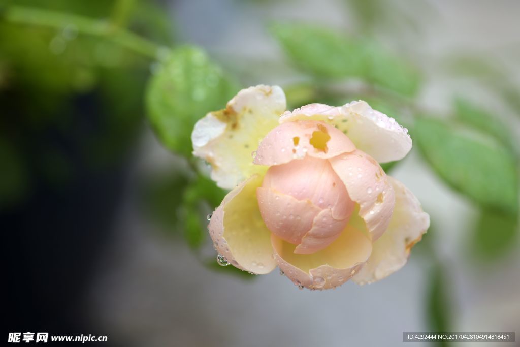 雨后玫瑰