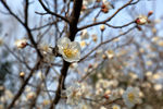 梅花