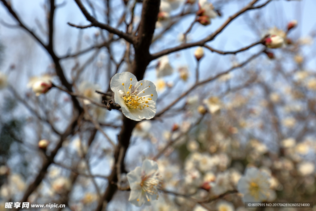 梅花