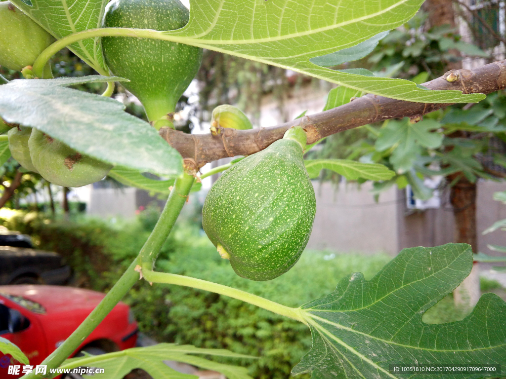 高清无花果桌面素材