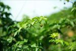 掌叶覆盆子青果