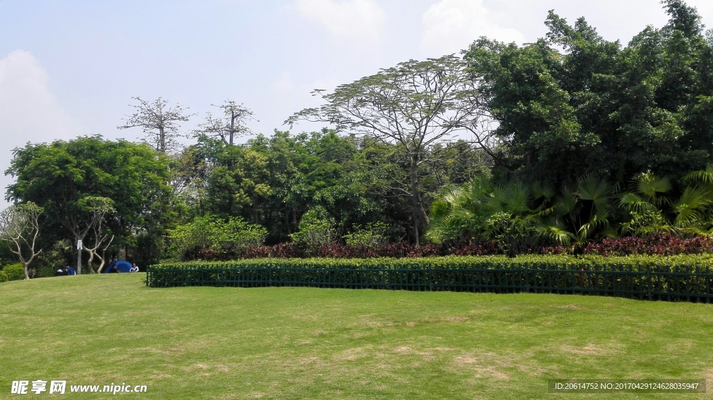 公园草坪美景