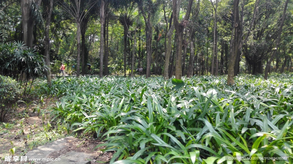 公园美景