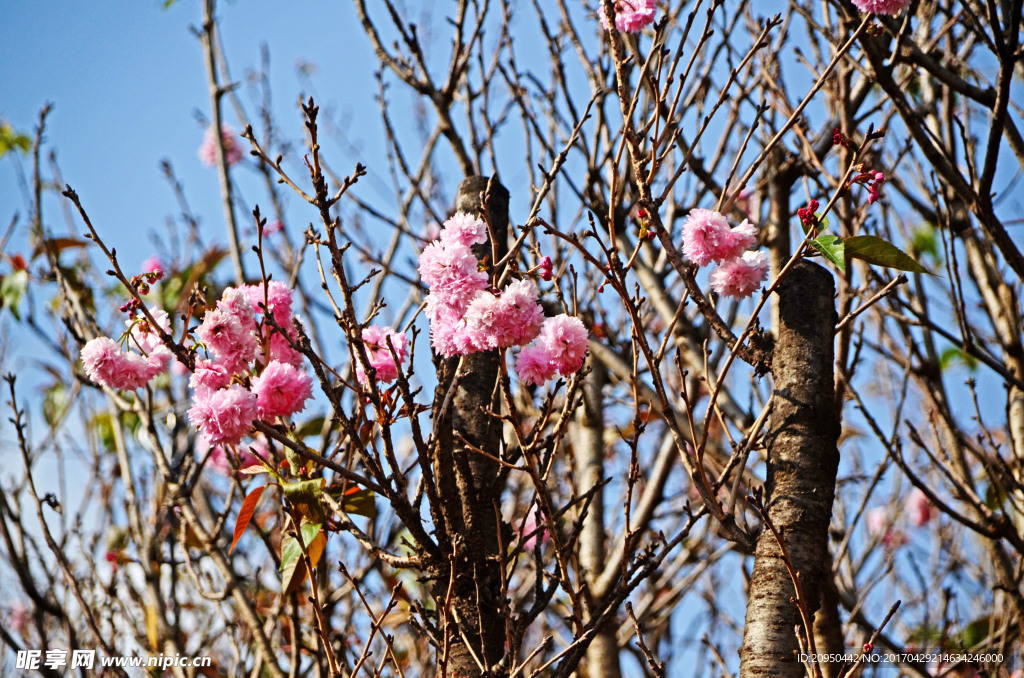 樱花