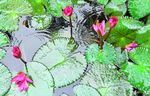 花开之时