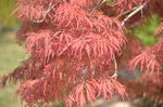 红枫