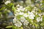 山荆子花