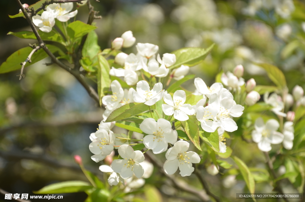 山荆子花