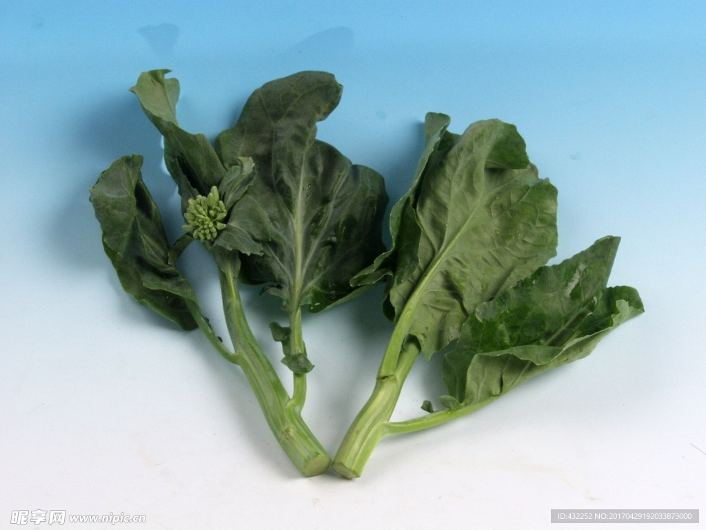 菜薹