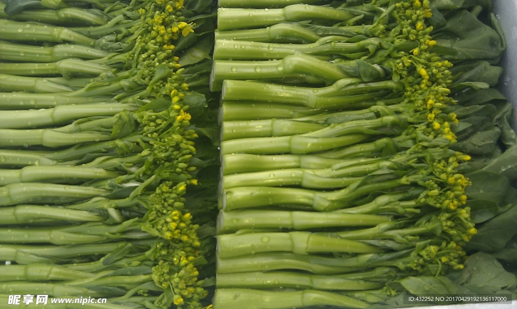 菜薹