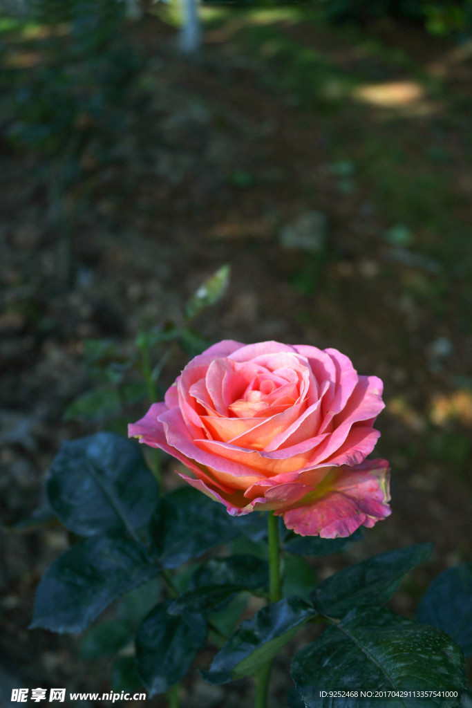 玫瑰花