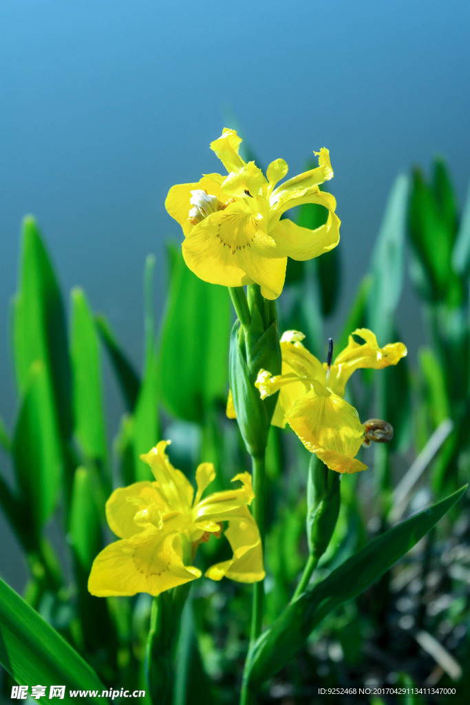 鸢尾花