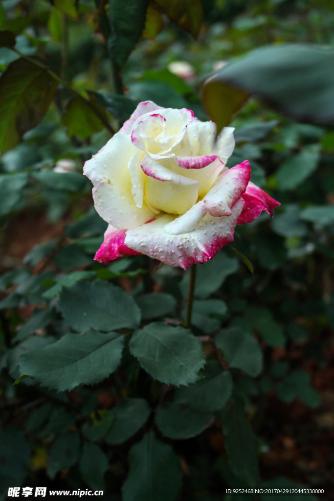 玫瑰花