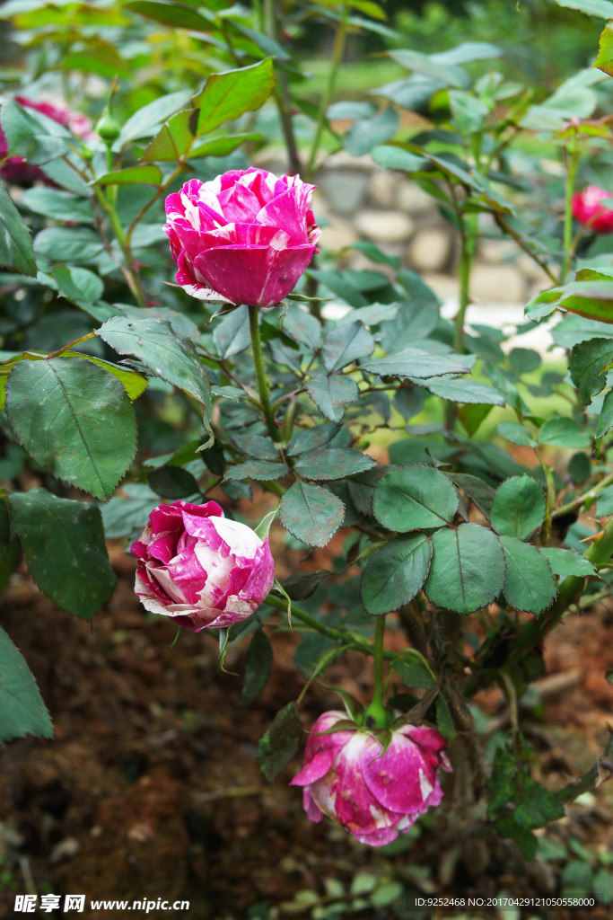 玫瑰花
