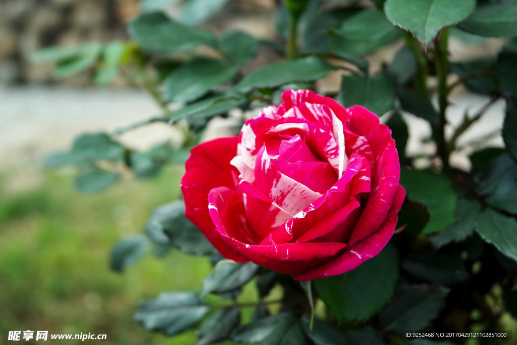 玫瑰花