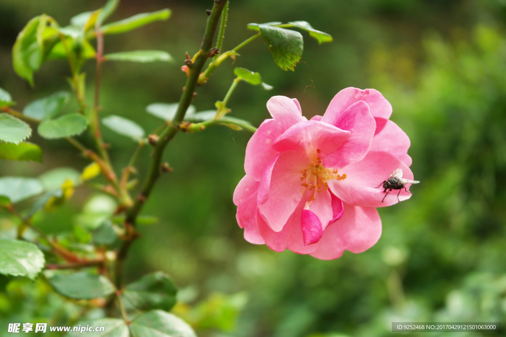 蔷薇花