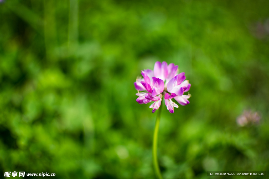 苜蓿花