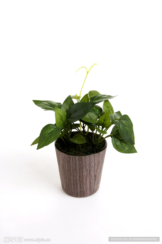 花盆