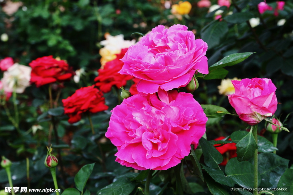月季花