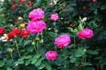 月季花