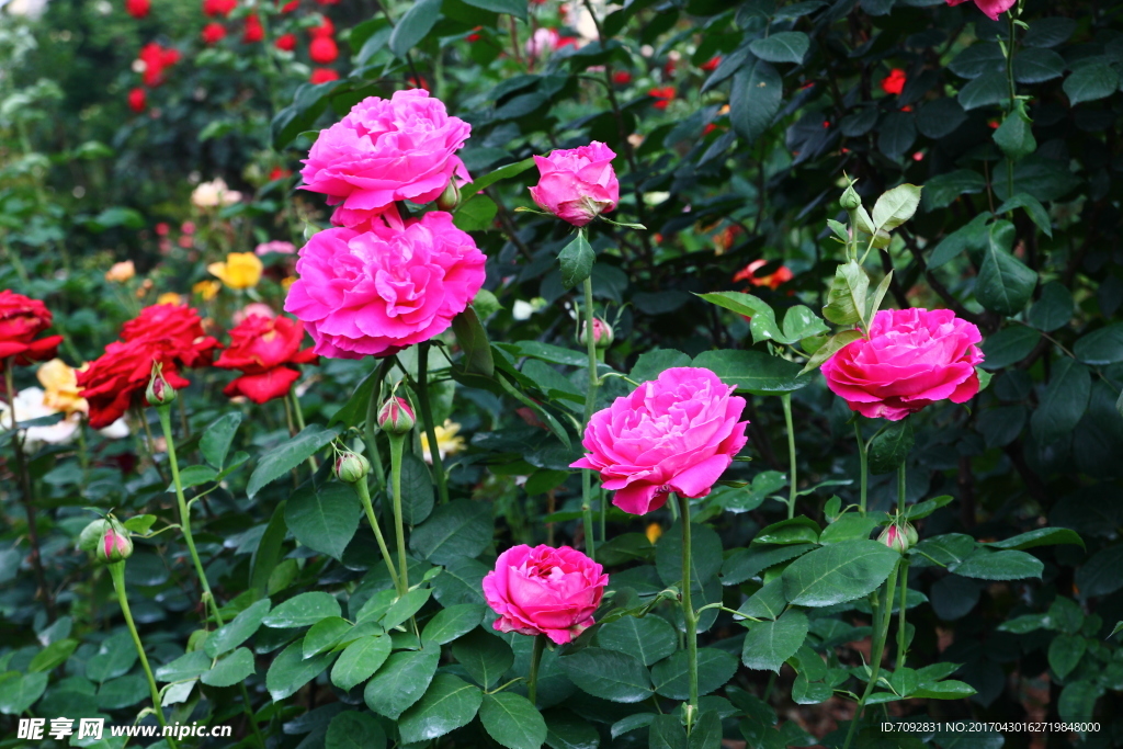 月季花