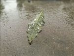 雨后树叶