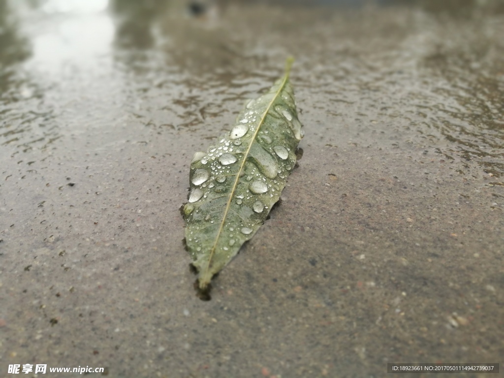 雨后树叶