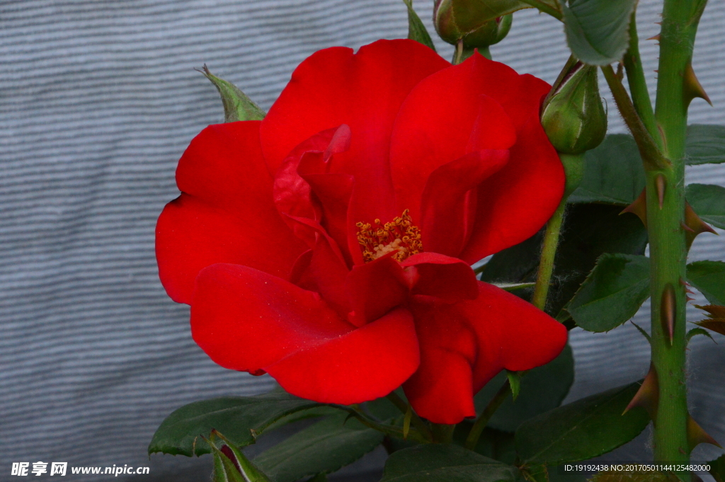 月季花