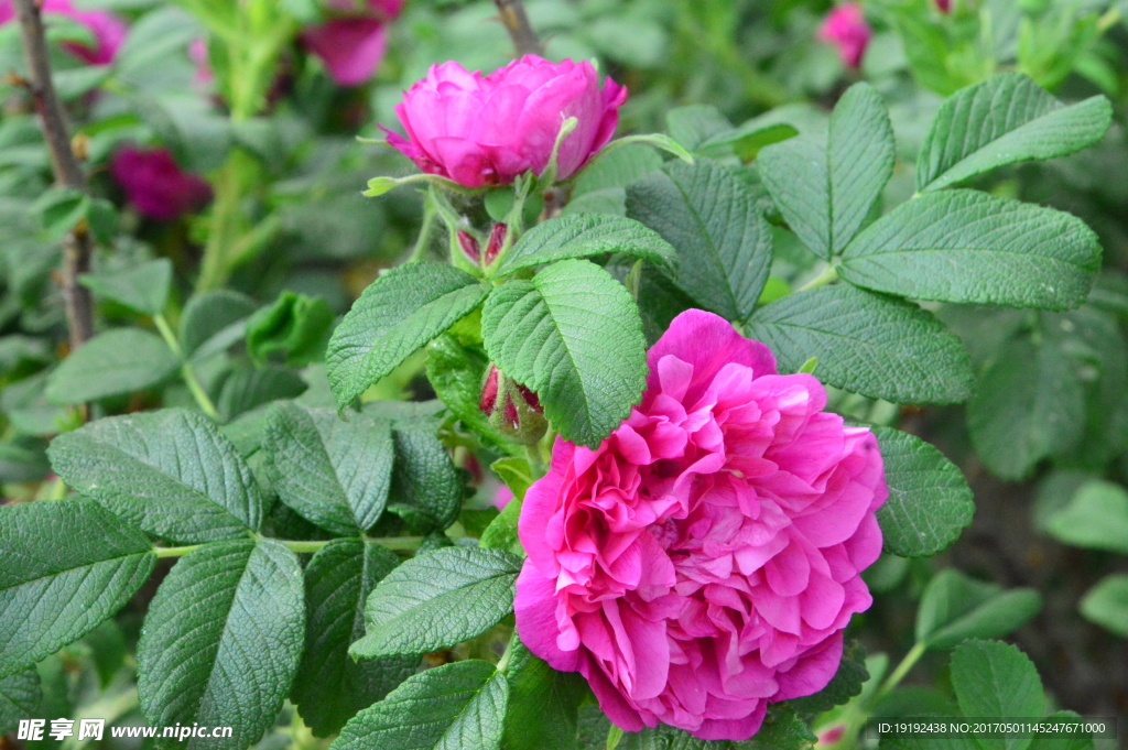 蔷薇花
