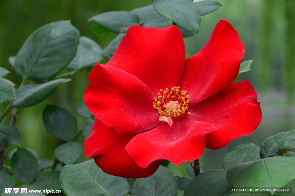 月季花