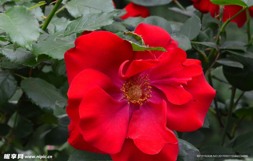 月季花