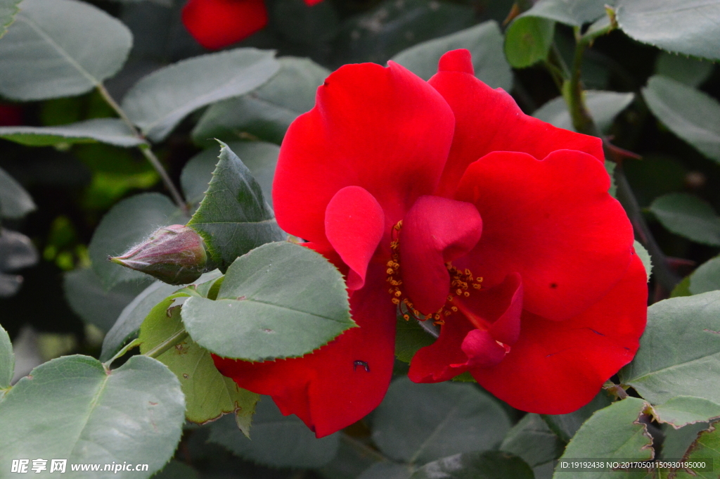 月季花