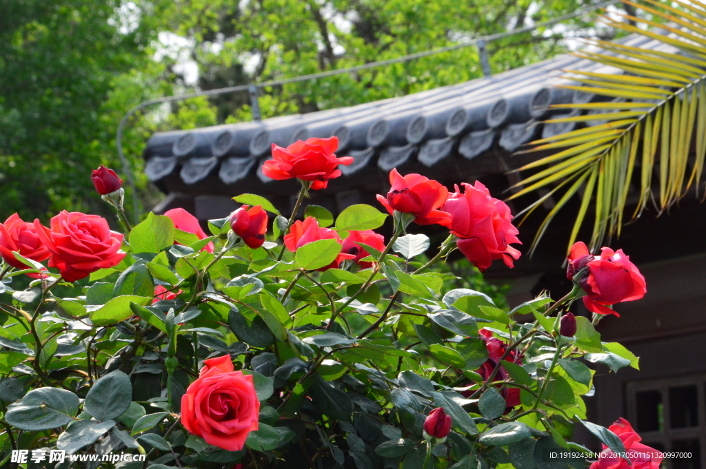 月季花