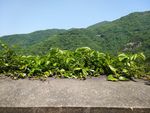 绿叶