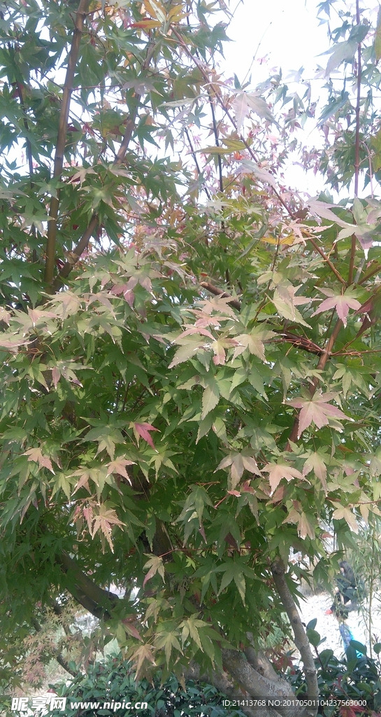 枫树