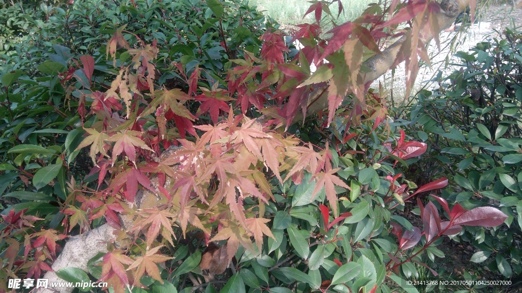 枫树