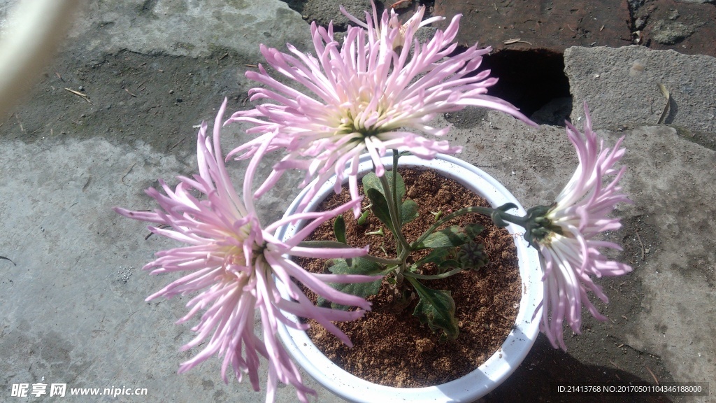 菊花