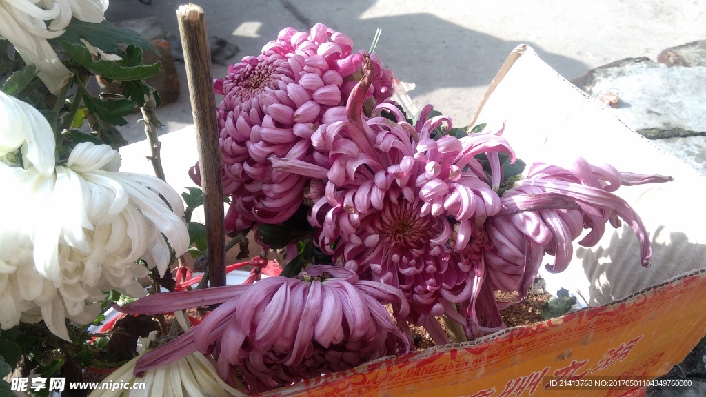 菊花