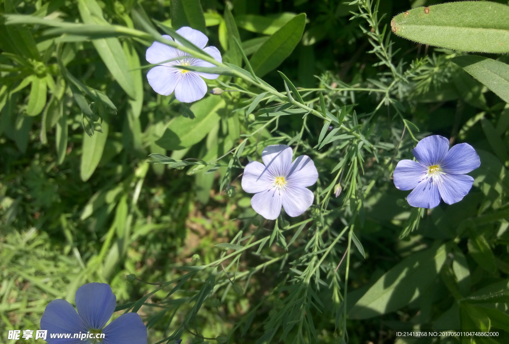 兰花草