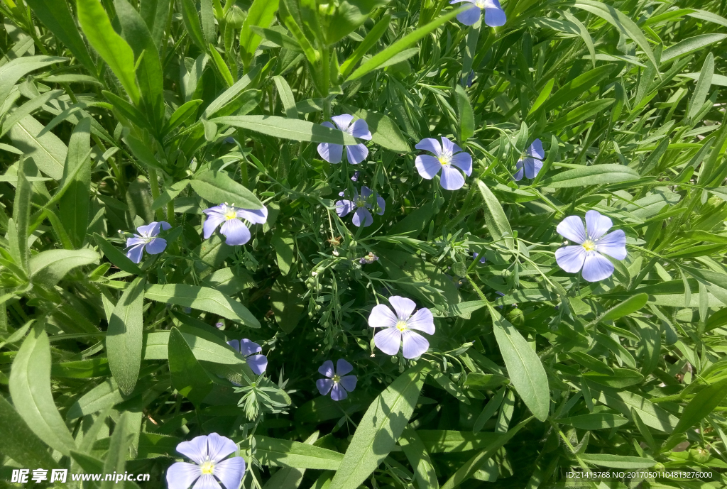 兰花草