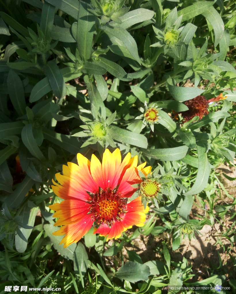 小雏菊