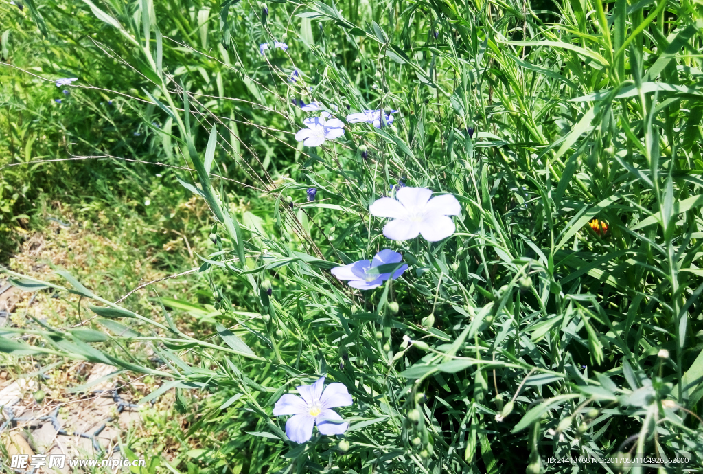 兰花草