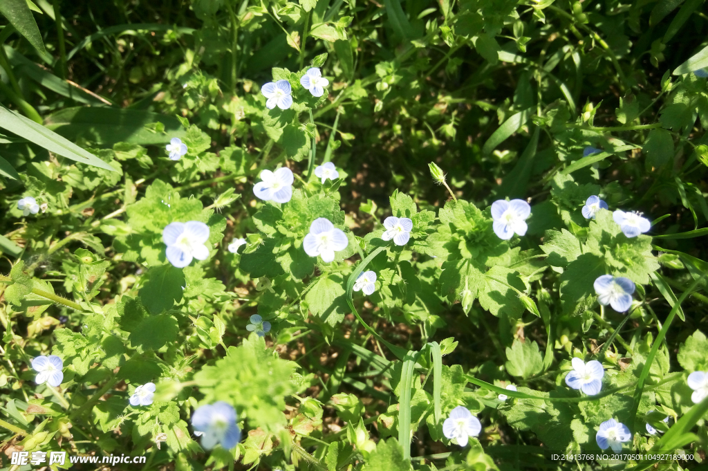 兰花草