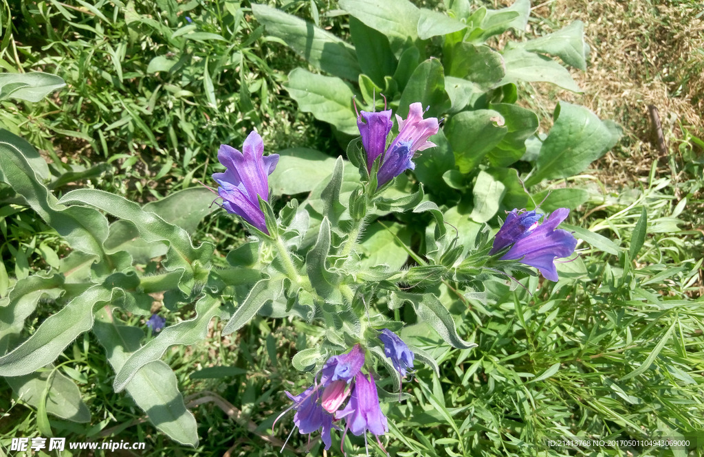 兰花草