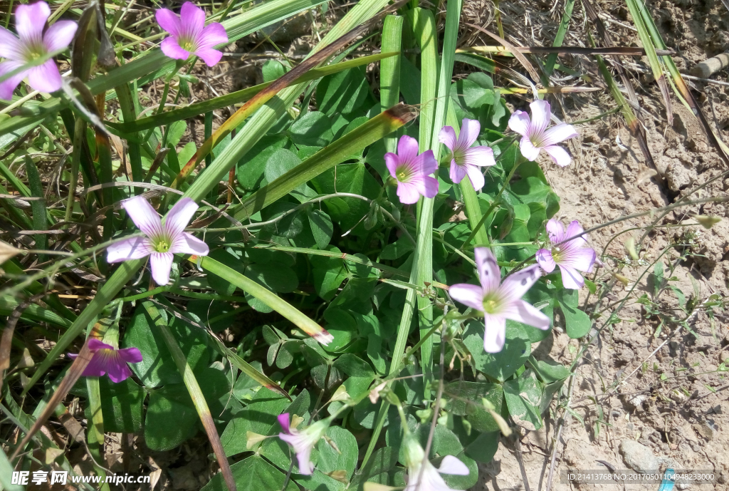 兰花草