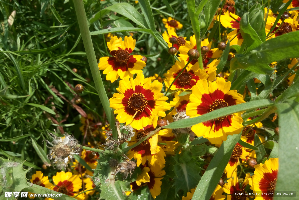 金鸡菊
